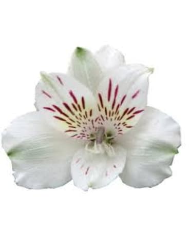 White Alstroemeria