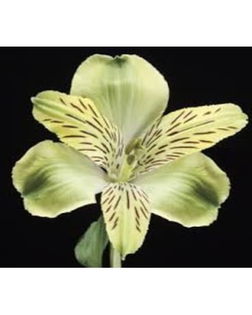 Green Alstroemeria