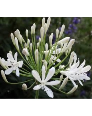 White Agapanthus