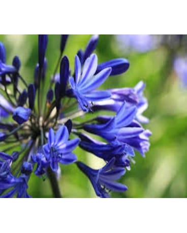 Blue Agapanthus