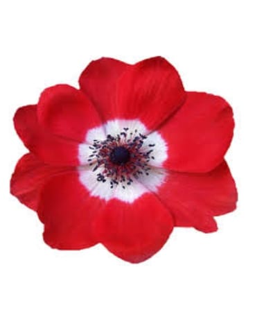 Red Anemone