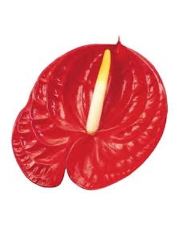 Red Anthurium