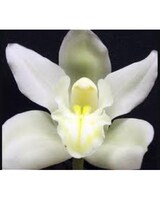 As Shown size,  inches height and  inches wide.