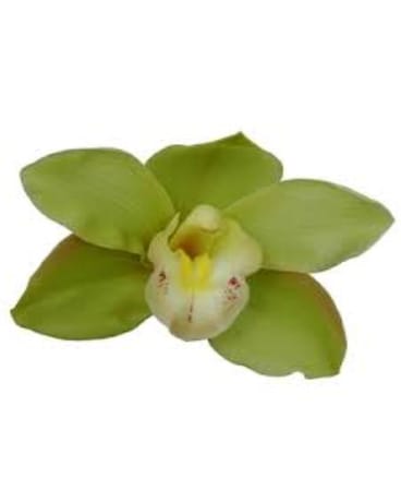 Green Cymbidium Orchid