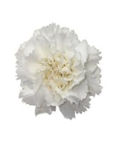 As Shown size,  inches height and  inches wide.