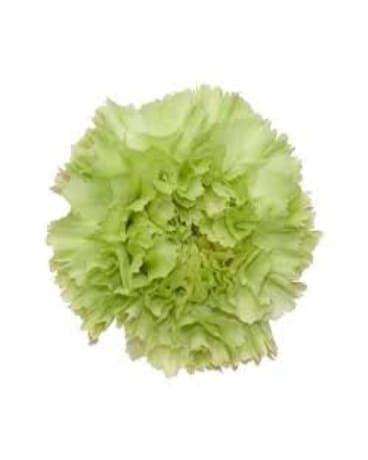 Green Carnation