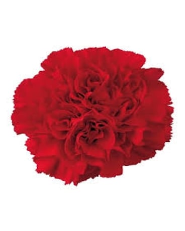 Red Carnation