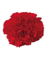 As Shown size,  inches height and  inches wide.