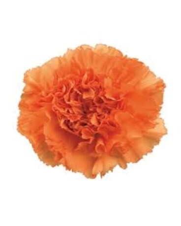 Orange Carnation