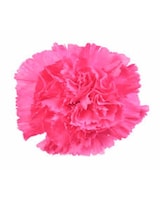 As Shown size,  inches height and  inches wide.