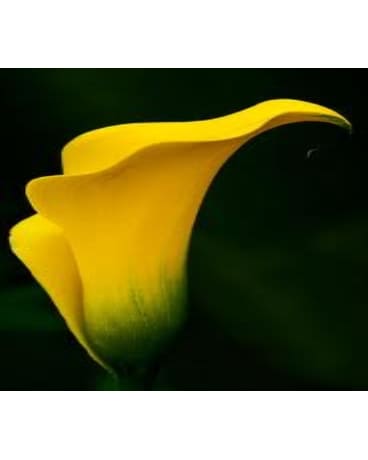 Yellow Mini Calla