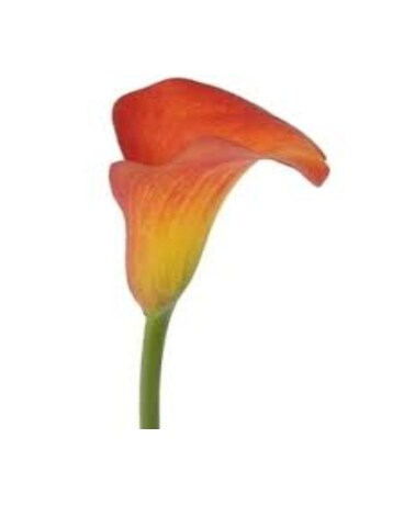 Orange Mini Calla