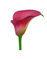 As Shown size,  inches height and  inches wide.