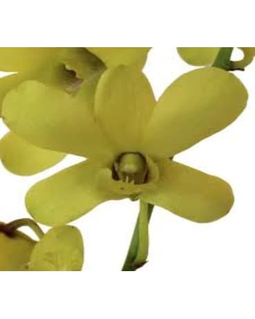 Green Dendrobium