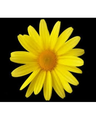 Yellow Daisy