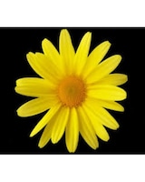As Shown size,  inches height and  inches wide.