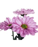 As Shown size,  inches height and  inches wide.