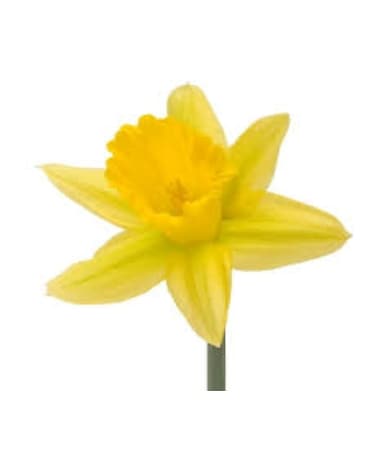 Daffodil