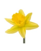 As Shown size,  inches height and  inches wide.