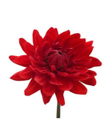 Red Dahlia