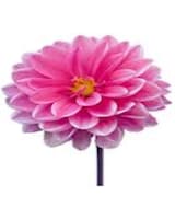 As Shown size,  inches height and  inches wide.