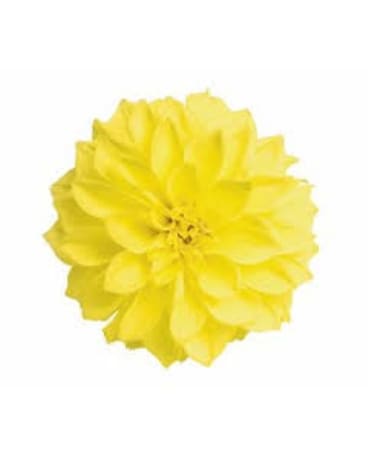 Yellow Dahlia