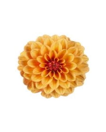 Orange Dahlia