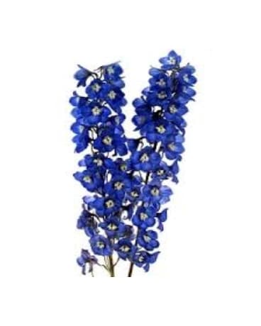 Blue Delphininium