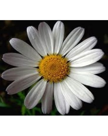 White Daisy