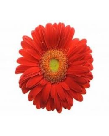 Red Gerbera