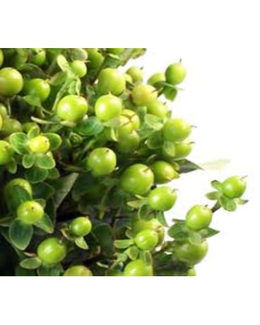 Green Hypericum