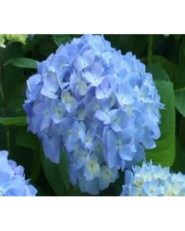 Blue Hydrangea