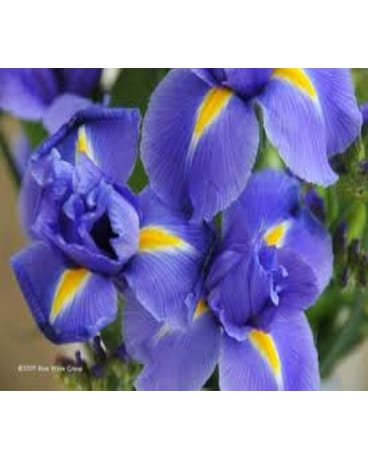 Blue Iris