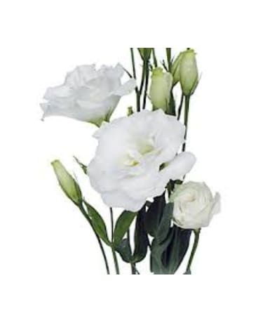 White Lisianthus