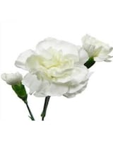 As Shown size,  inches height and  inches wide.
