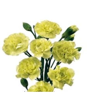 Green Mini Carnation