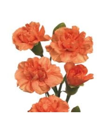 Orange Mini Carnation