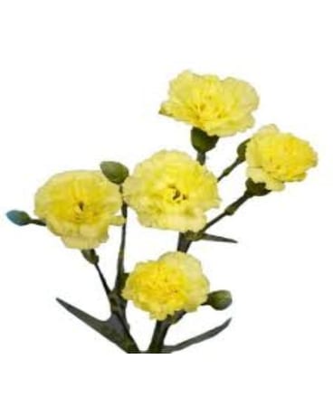 Yellow Mini Carnation