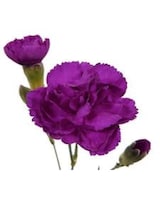 As Shown size,  inches height and  inches wide.