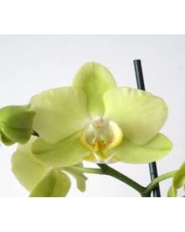 Green Phalaenopsis