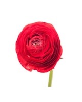 As Shown size,  inches height and  inches wide.
