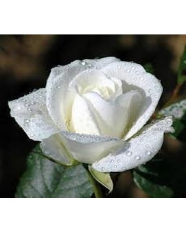 White Rose