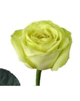 As Shown size,  inches height and  inches wide.