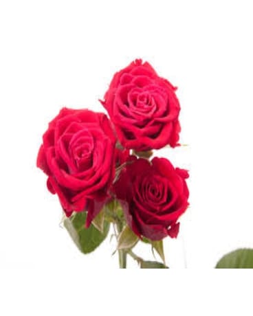 Red Spray Rose
