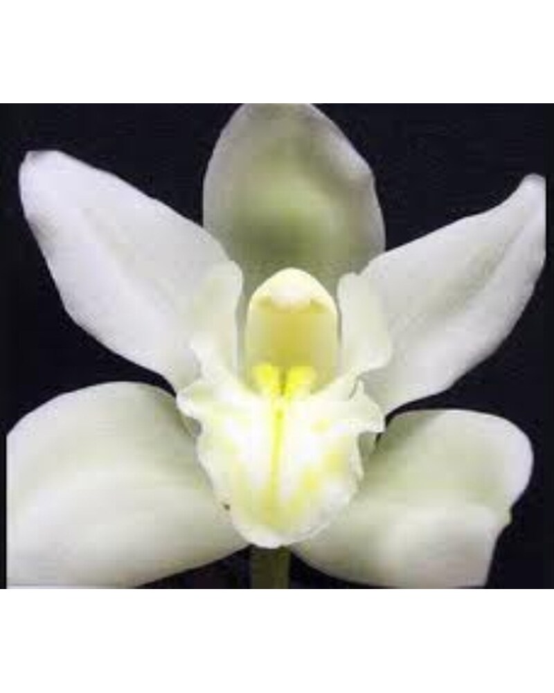 White Flowers Delivery Mount Dora FL - Claudia's Pearl Florist