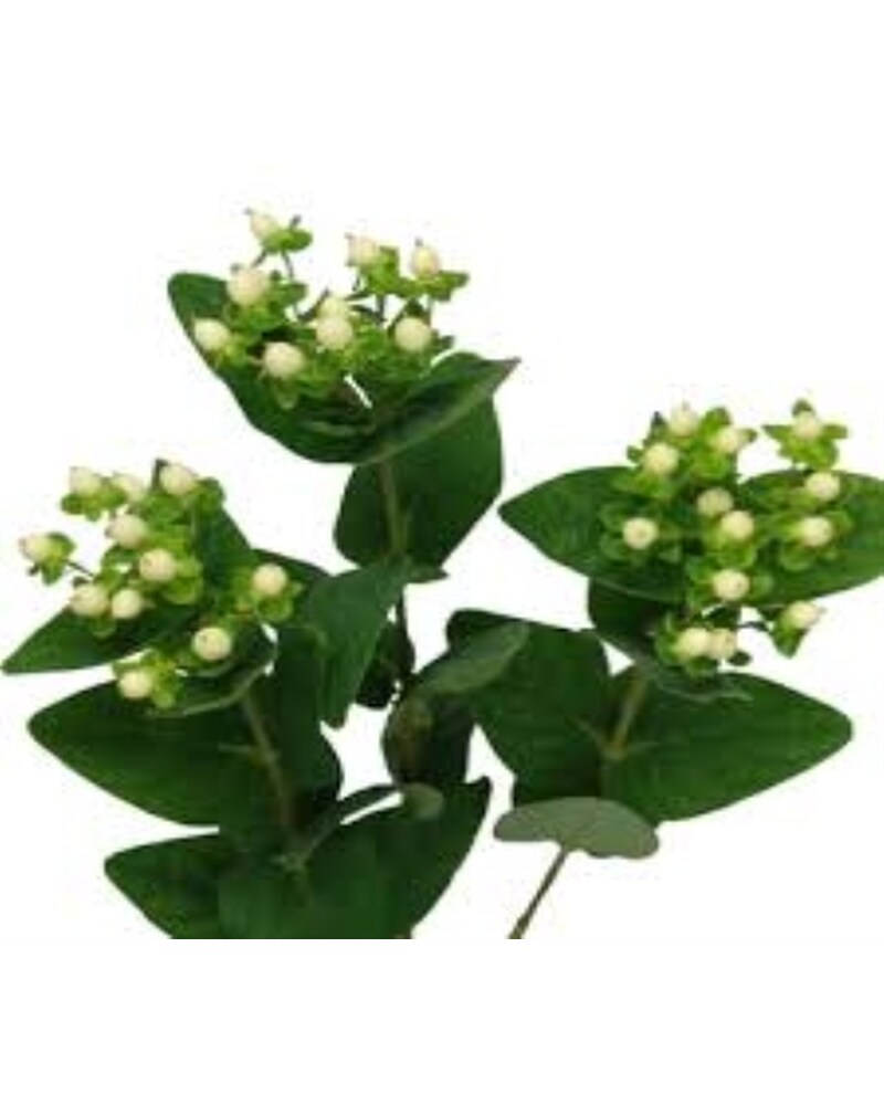 White Flowers Delivery Mount Dora FL - Claudia's Pearl Florist