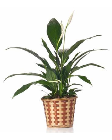Buds and Blooms Peace Lily in a Basket