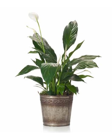 Buds and Blooms Peace Lily in Metal Pot