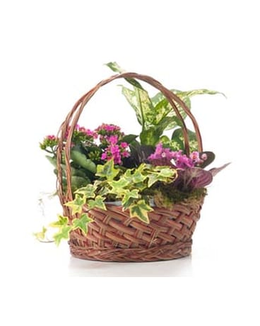 Buds and Blooms Small Basket Garden
