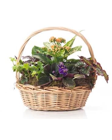 Buds and Blooms Medium Basket Garden